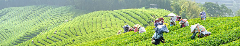 Джу Шань чайная плантация